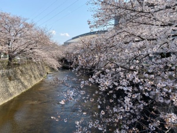 さくら、桜、SAKURA見事な景色です